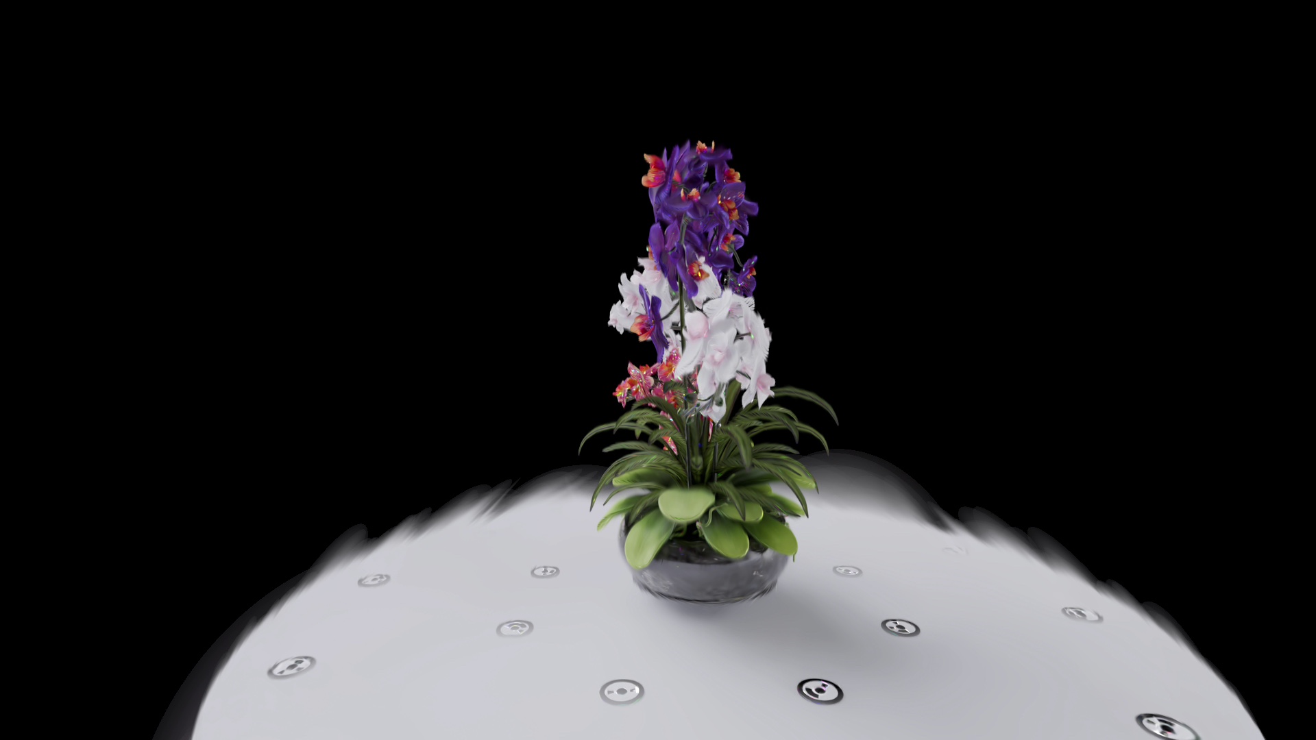 Single frame extracted from flowers-01.mp4 — Björn's Bouquet rendered in profile, white platform with camera markers visible, black background — typical orbit camera path frame approx. 5s into the video run